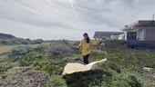 UC Davis doctoral student and medical entomologist CC Edwards dragging for ticks at Bodega Bay.